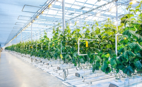 新農業立體種植系統的應用方案(圖)